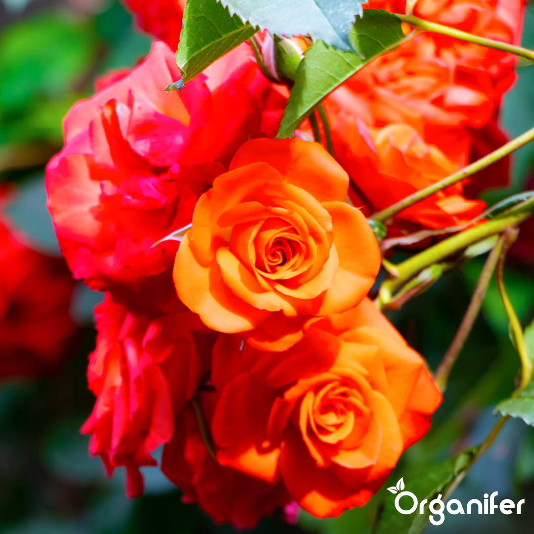 organifer-liquid-fertiliser-rose-7