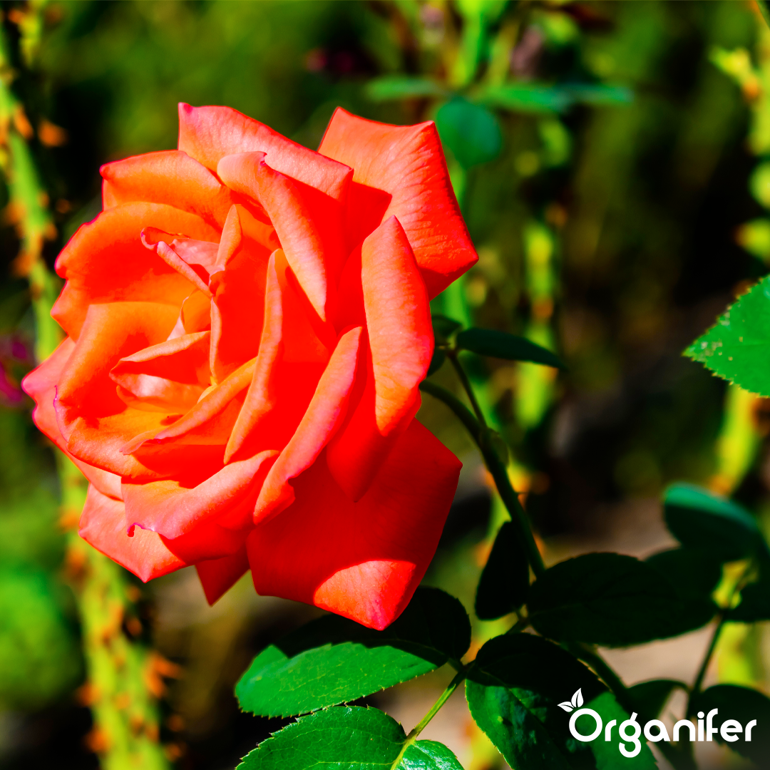 organifer-liquid-fertiliser-rose-8