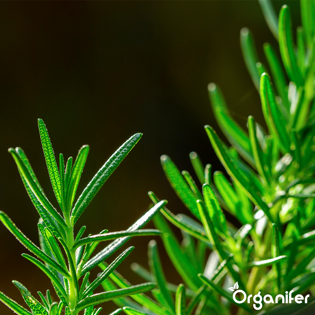 organifer-liquid-fertiliser-rosemary-3