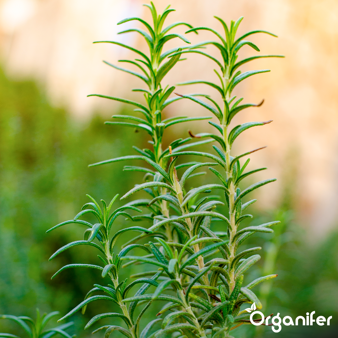 organifer-liquid-fertiliser-rosemary-4