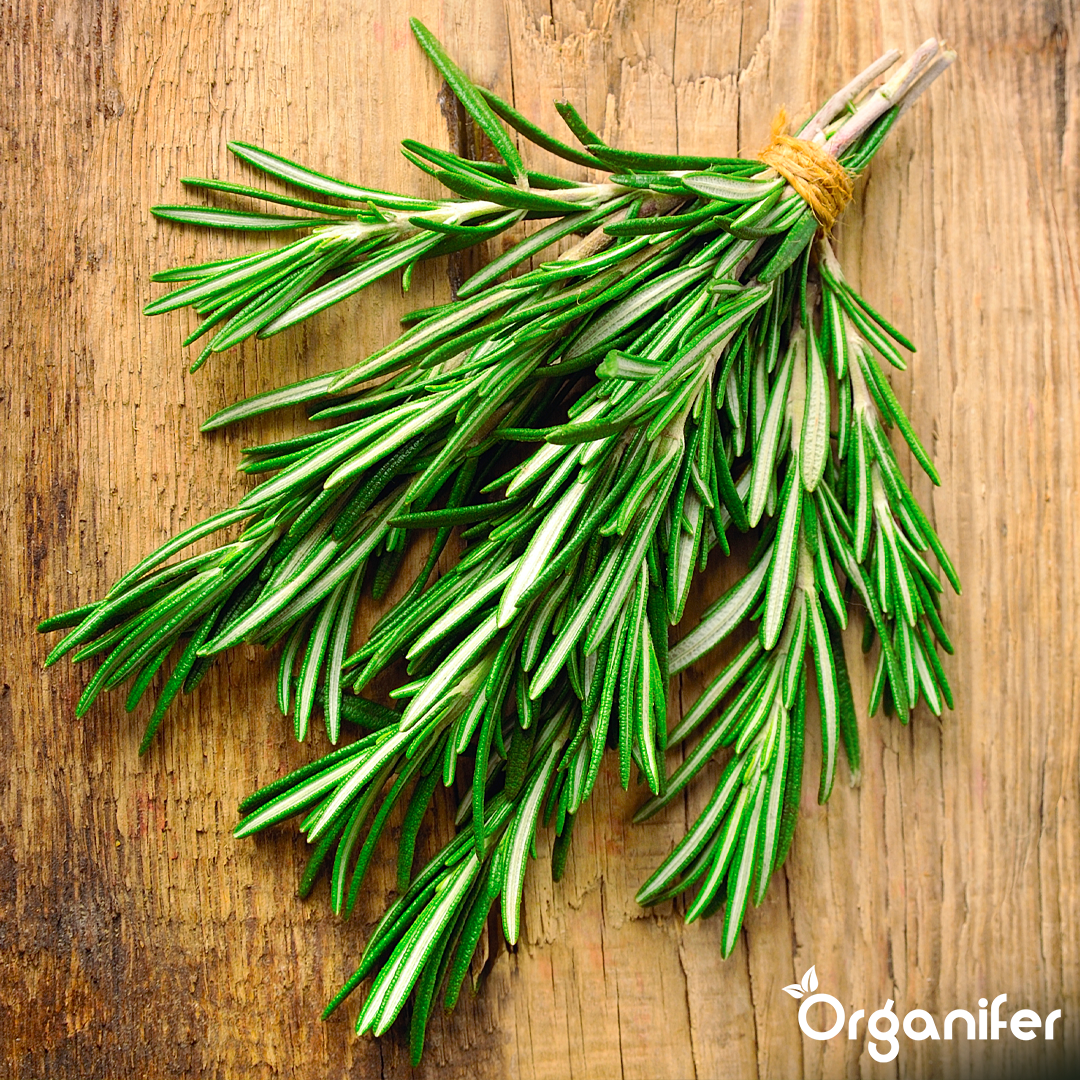 organifer-liquid-fertiliser-rosemary-5