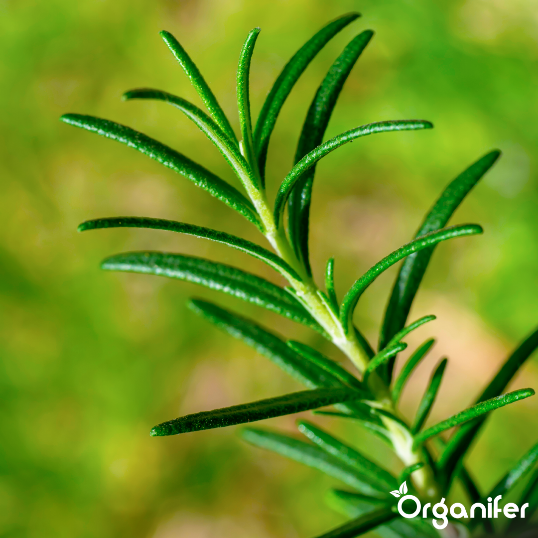 organifer-liquid-fertiliser-rosemary-6