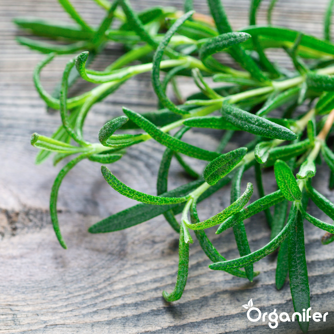 organifer-liquid-fertiliser-rosemary-7