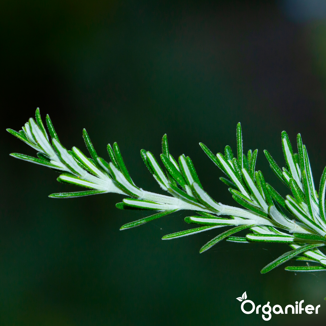 Organifer