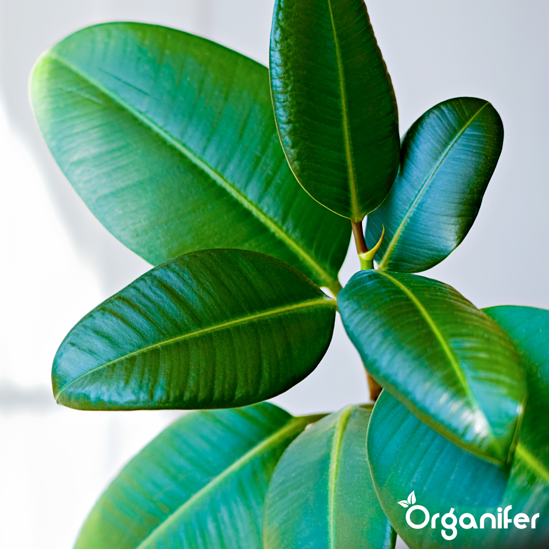 organifer-rubber-tree-liquid-fertiliser