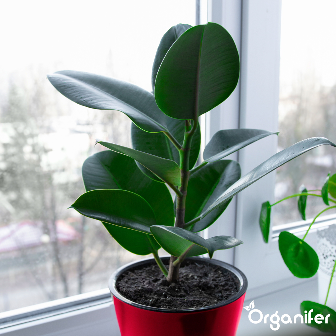 organifer-rubber-tree-liquid-fertiliser