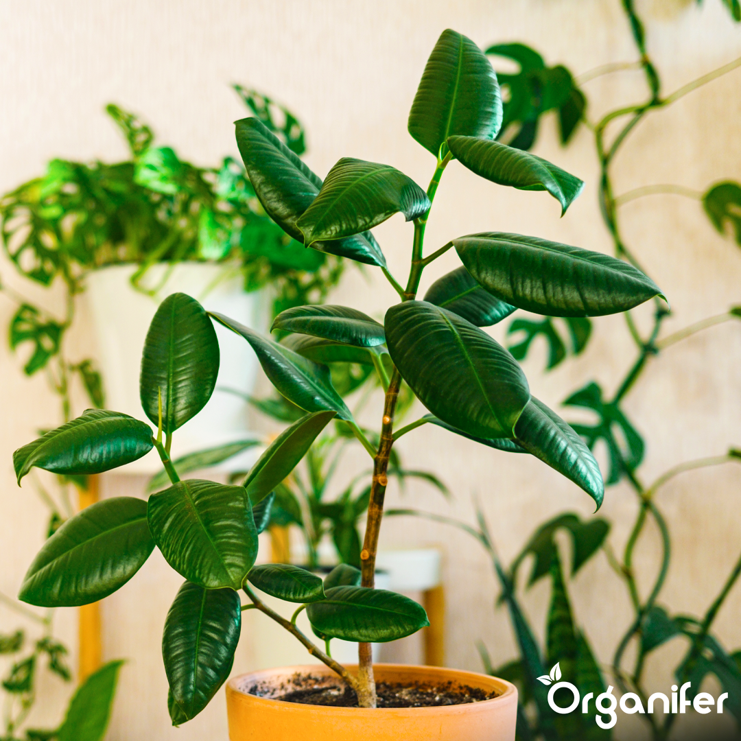organifer-rubber-tree-liquid-fertiliser