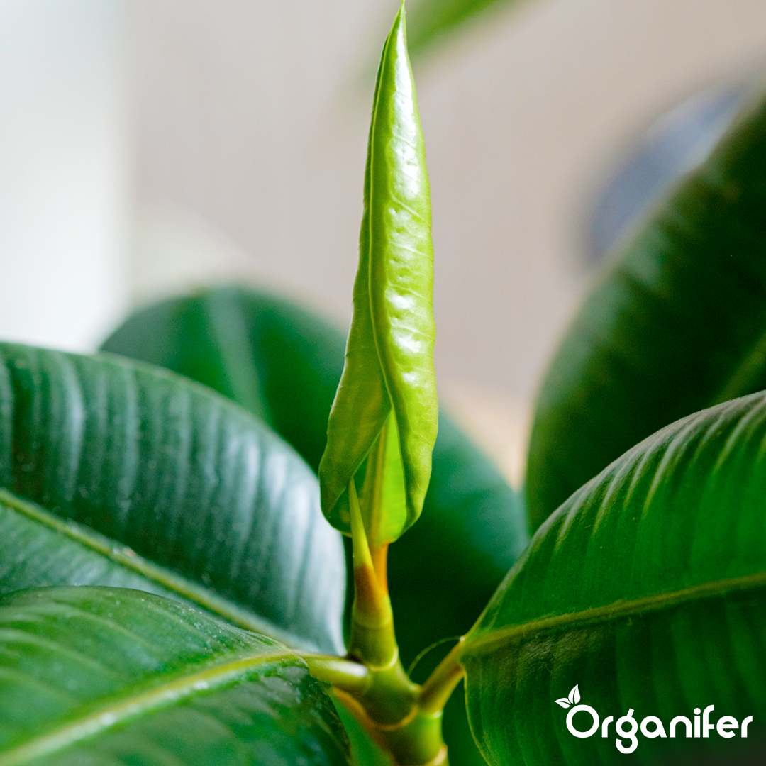 organifer-rubber-tree-liquid-fertiliser