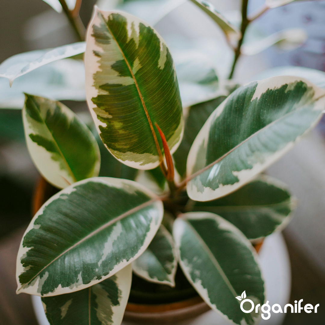 organifer-liquid-fertiliser-rubber-tree-7
