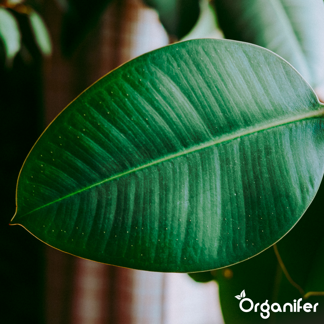 organifer-liquid-fertiliser-rubber-tree-8