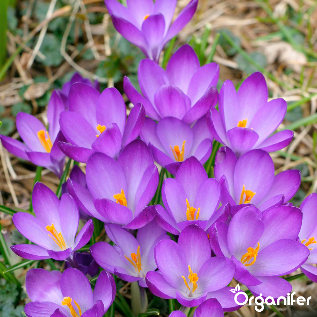 Silný růst na začátku sezóny a iniciace kvetení