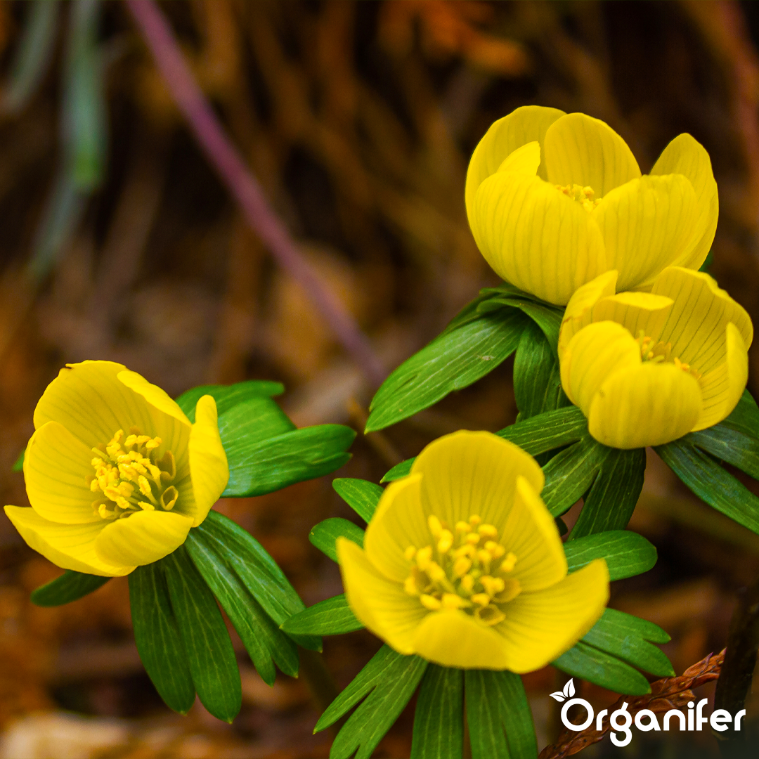 organifer-liquid_fertiliser-early_bloomer-4