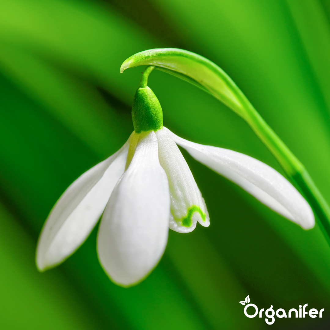 Silný vývoj kořenů a spolehlivý každoroční výkon