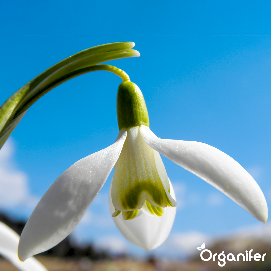 organifer-liquid_fertiliser-early_bloomer-6