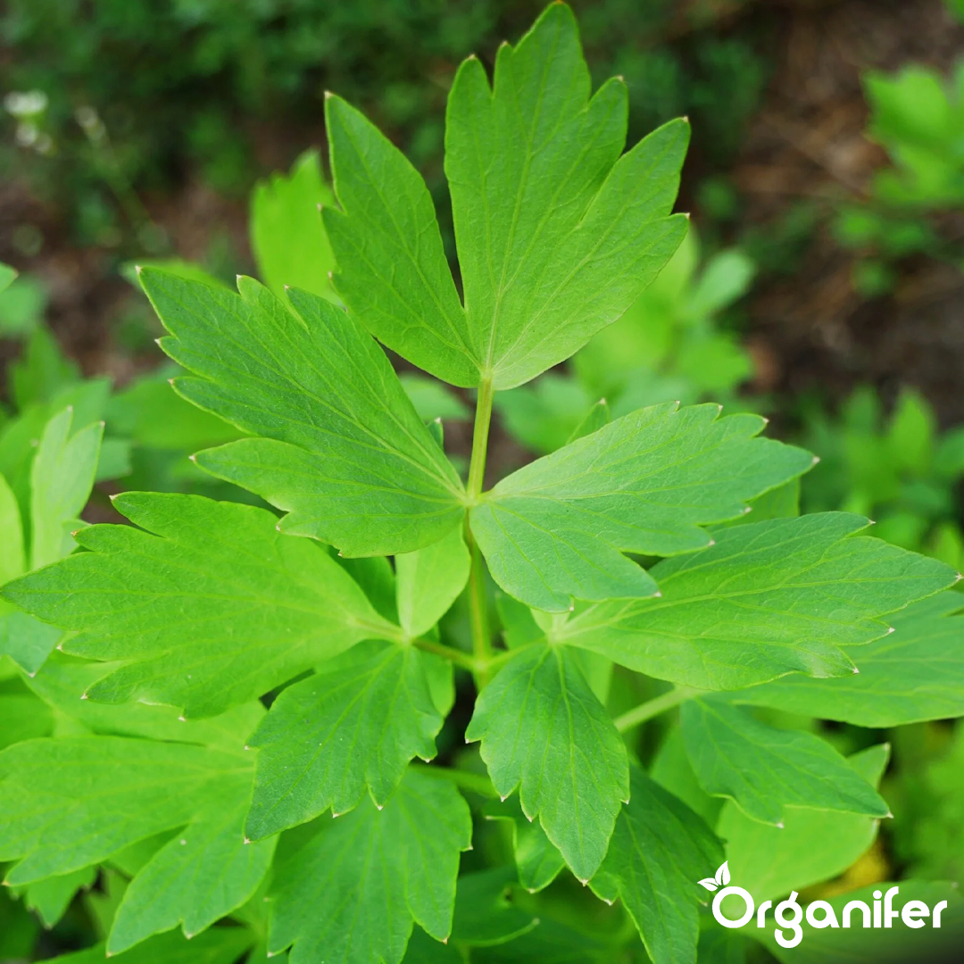 organifer-lovage-liquid-fertiliser