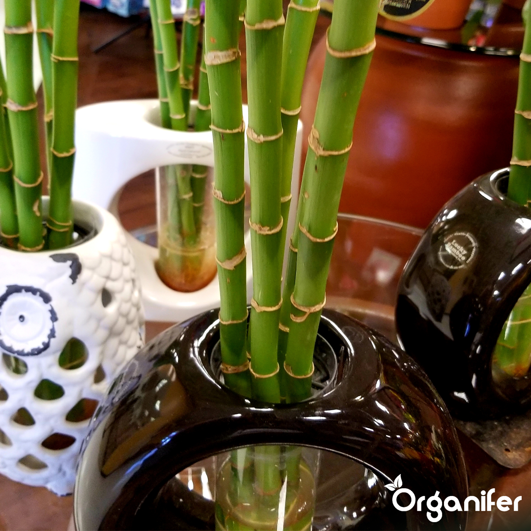 organifer-lucky-bamboo-liquid-fertiliser