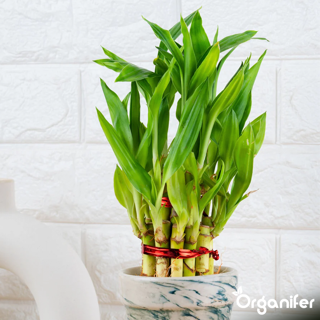 organifer-lucky-bamboo-liquid-fertiliser