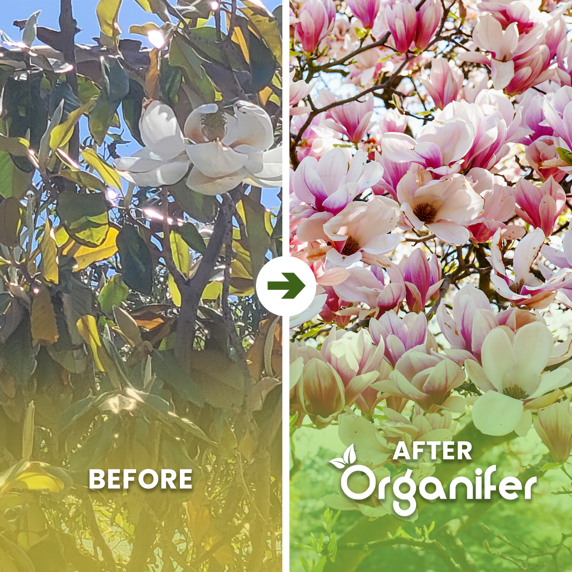 organifer-magnolia-liquid-fertiliser