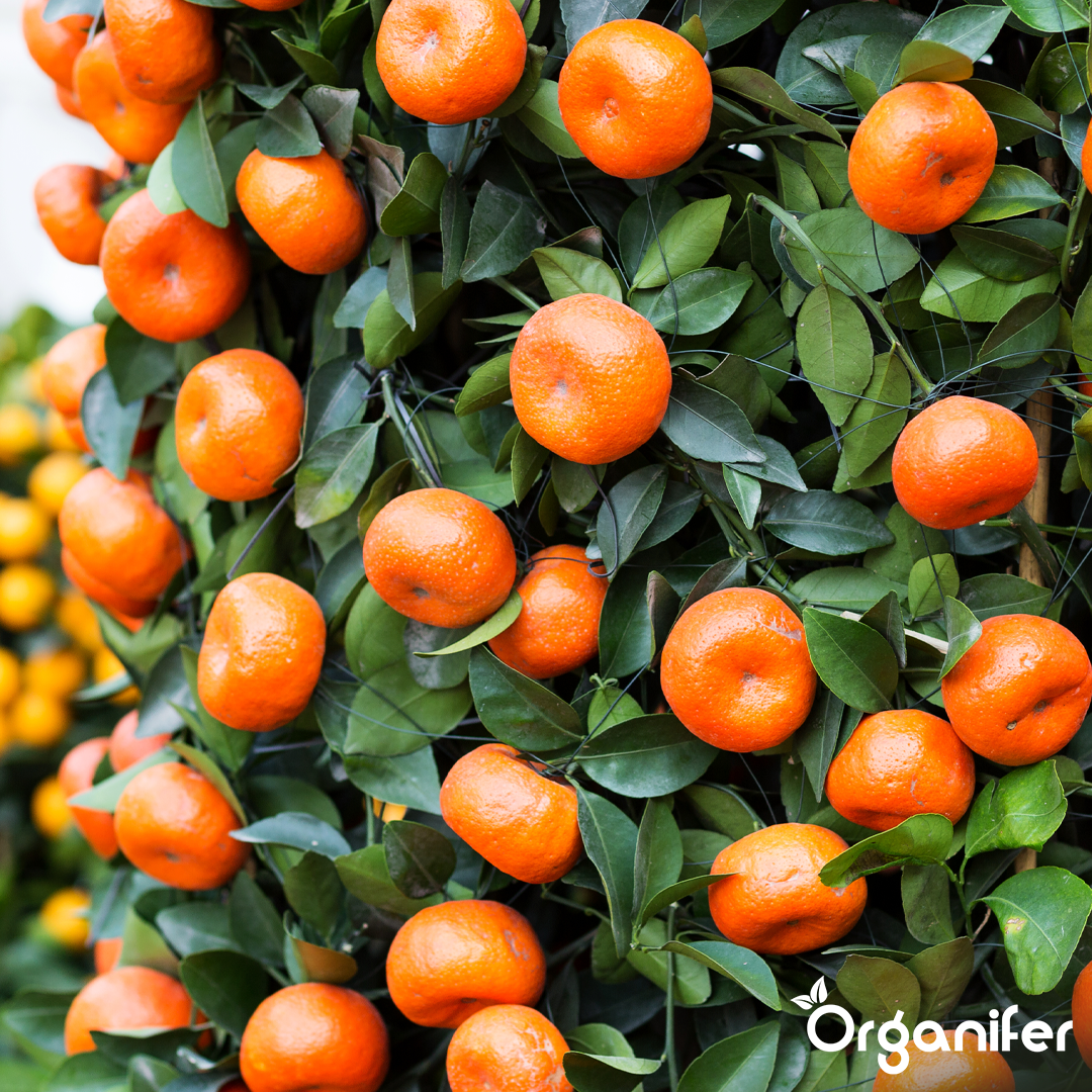 organifer-mandarin-tree-liquid-fertiliser-1