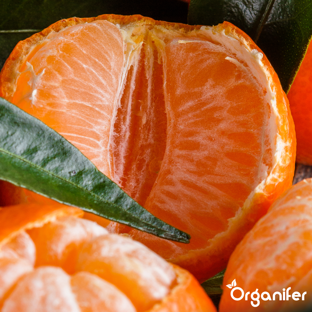 organifer-mandarin-tree-liquid-fertiliser-4