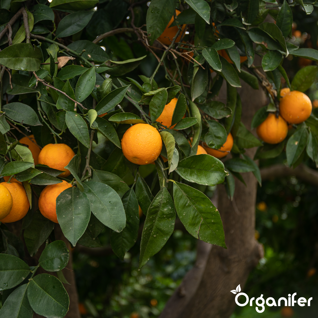 organifer-mandarin-tree-liquid-fertiliser-5
