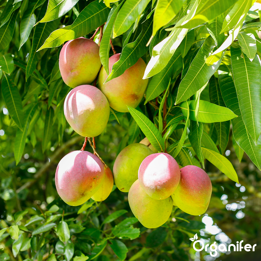 organifer-mango-liquid-fertiliser