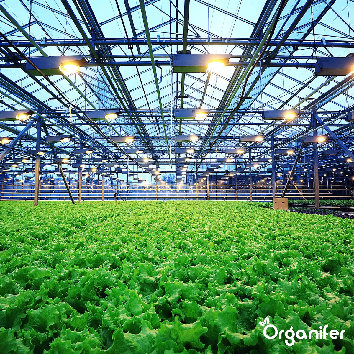 Organifer Mealworm Frass - Insect Fertiliser Granules (20 kg for 200 m2) 8719958997271 9