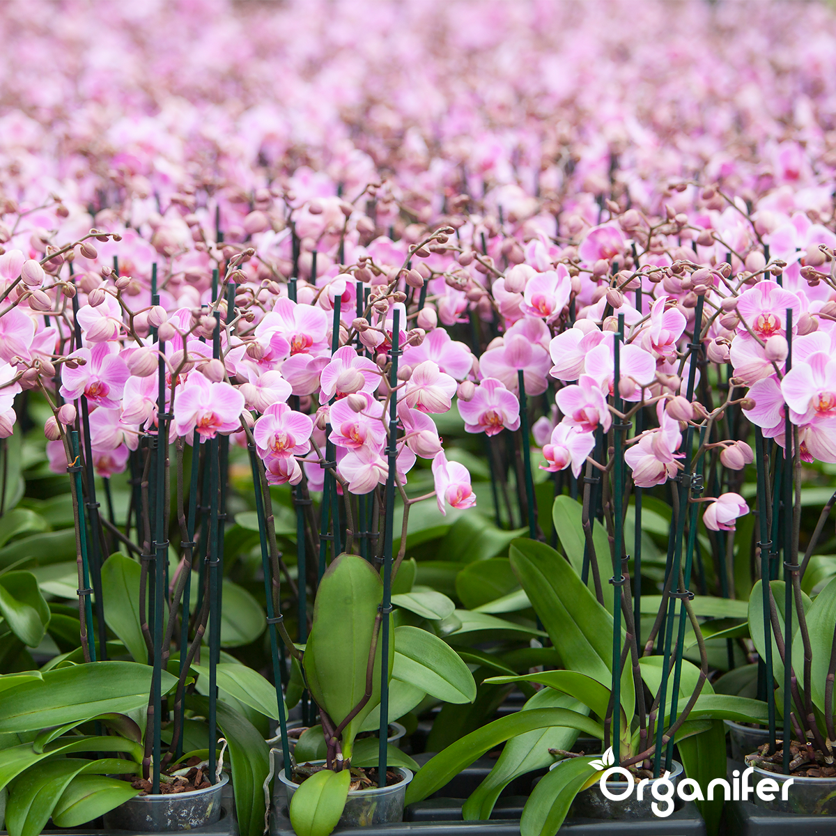 Organifer Mealworm Frass - Insect Fertiliser Granules (40x = 800kg - for 8000m2) 8719958997240 6