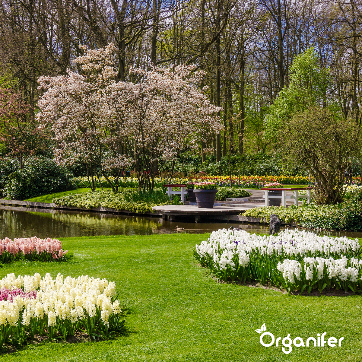 Organifer Mealworm Frass - Insect Fertiliser Granules (Big bag 1000 kg for 10 000 m2) 8719958997202 4