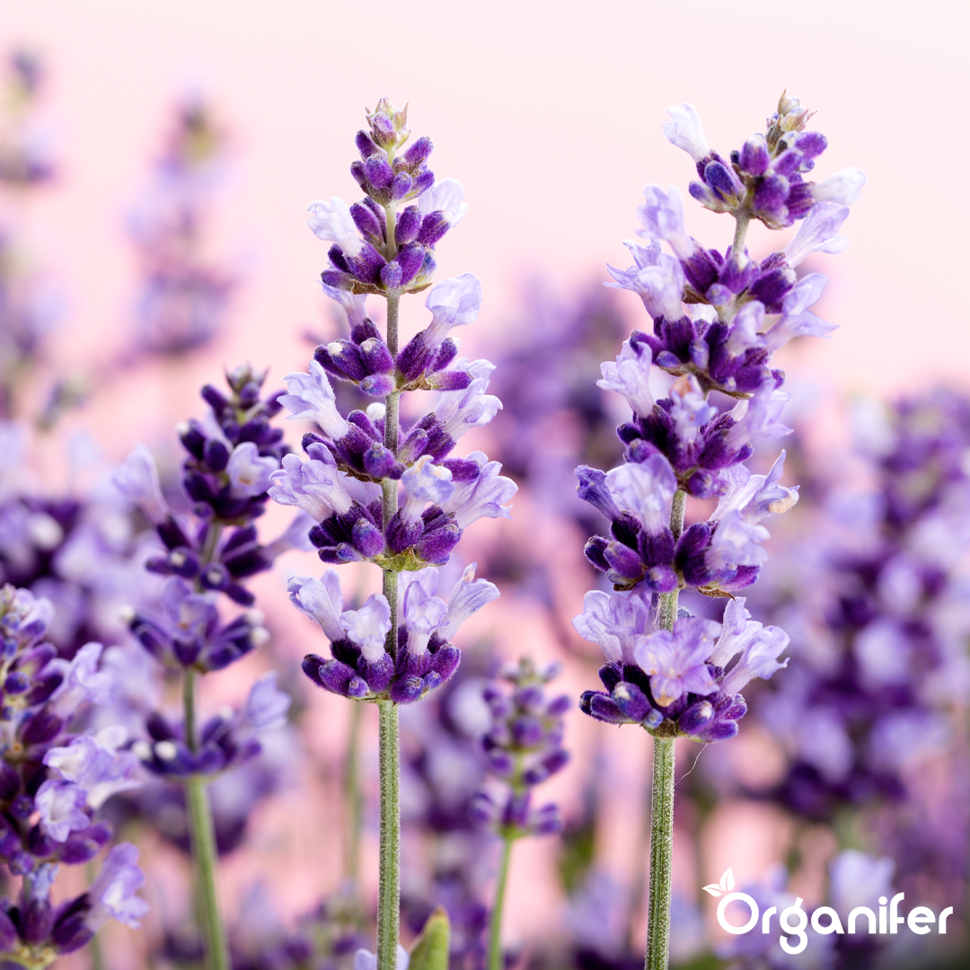 organifer-mediterranean-liquid-fertiliser