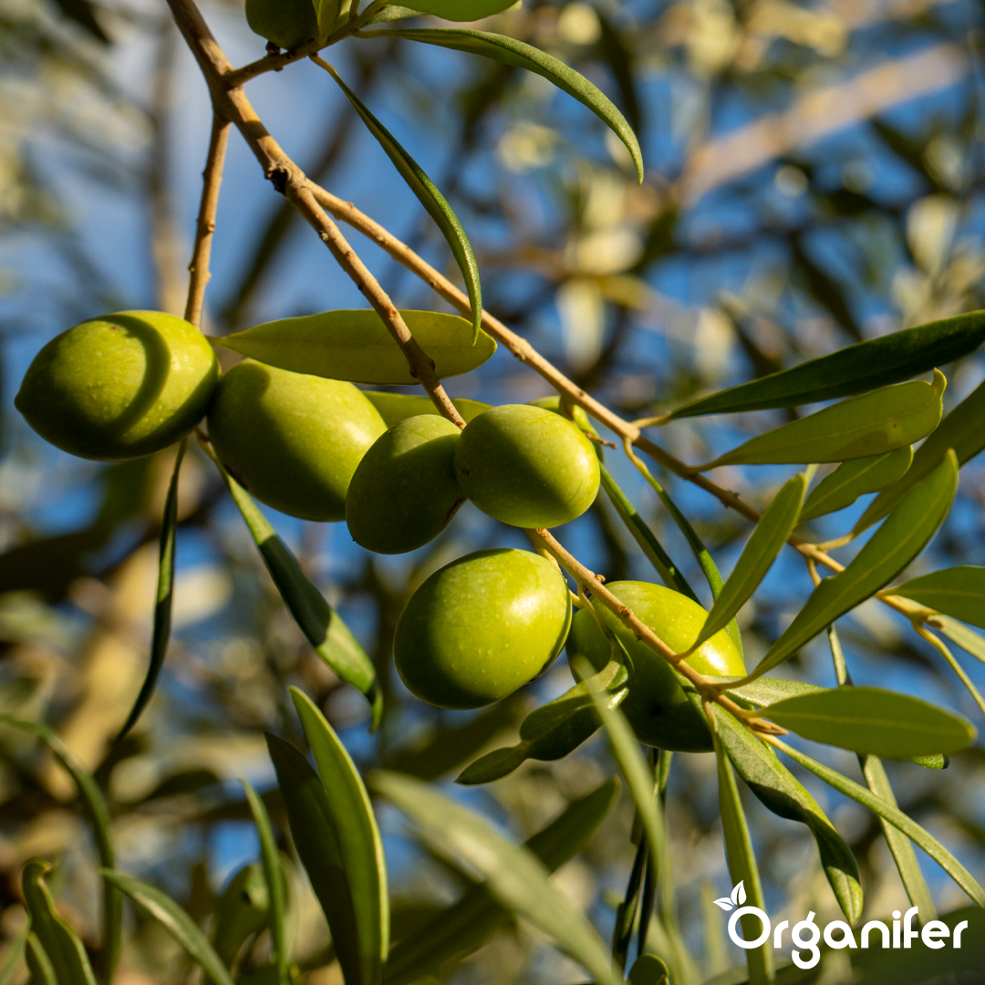 organifer-mediterranean-liquid-fertiliser