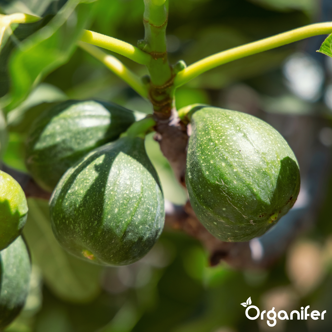 organifer-mediterranean-liquid-fertiliser