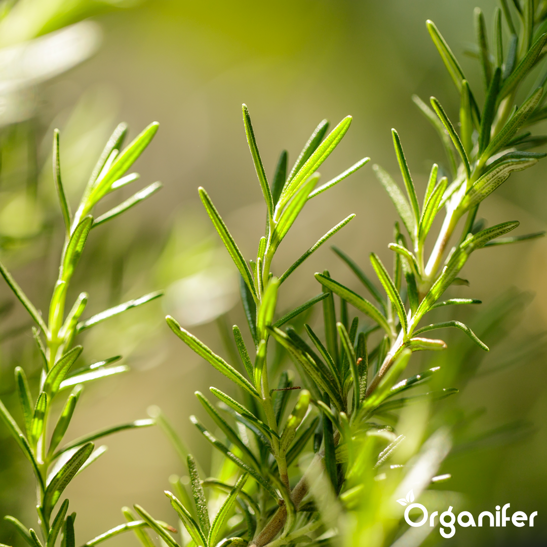 organifer-mediterranean-liquid-fertiliser