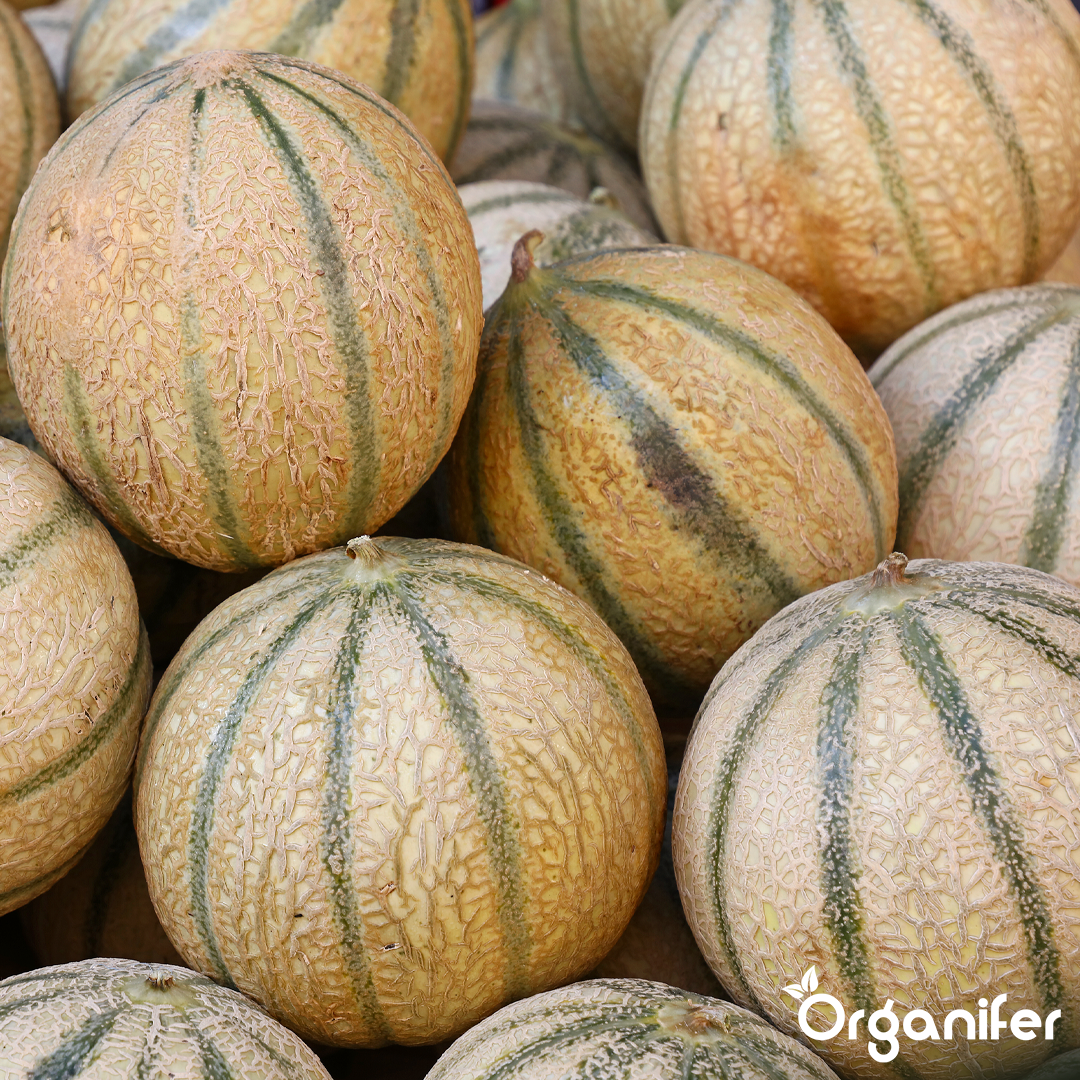 organifer-melon-liquid-fertiliser-1