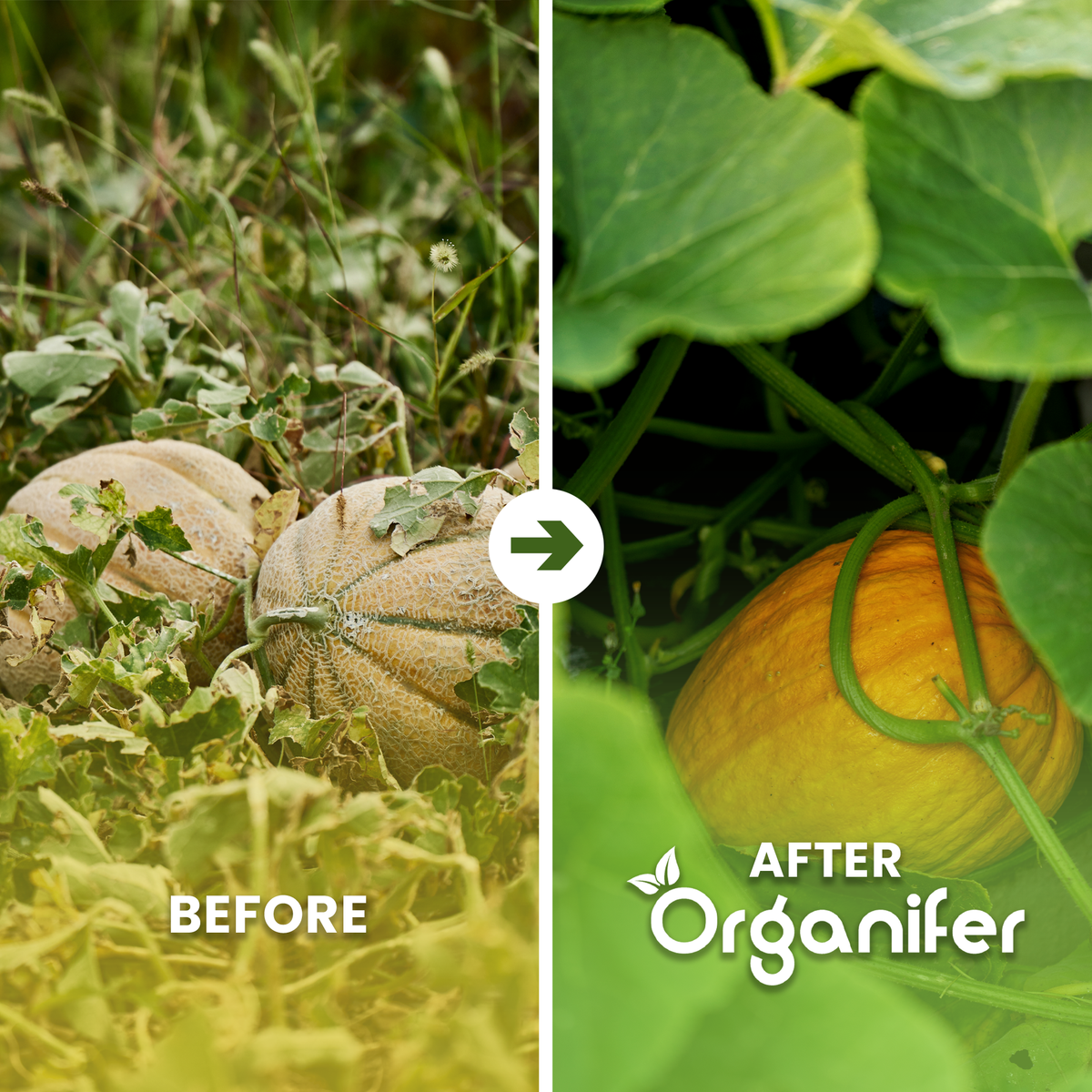 organifer-melon_ba_english