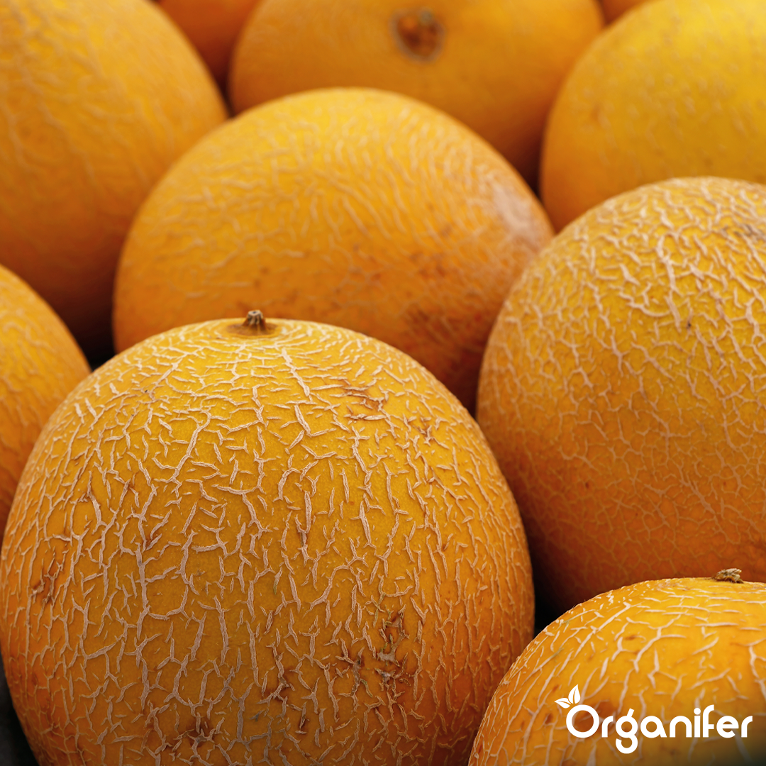 organifer-melon-liquid-fertiliser-4