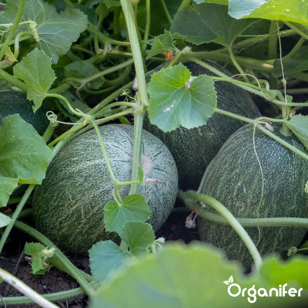 organifer-melon-liquid-fertiliser-5