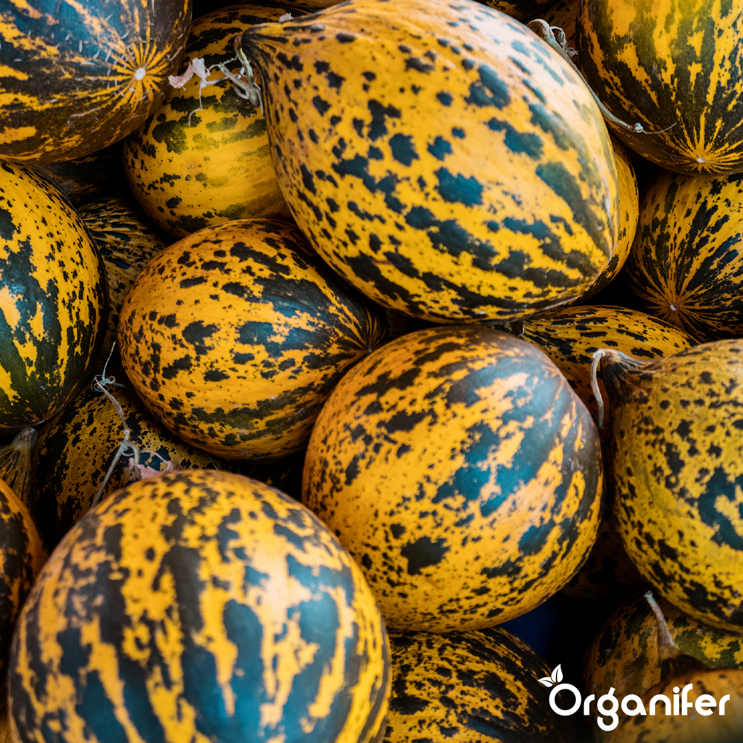 organifer-melon-liquid-fertiliser-8