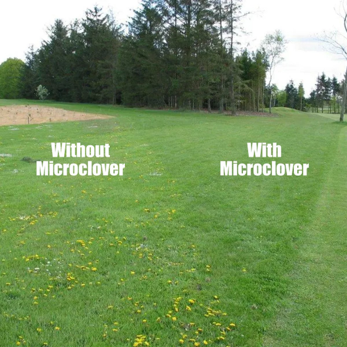 organifer-microclover-lawn-1