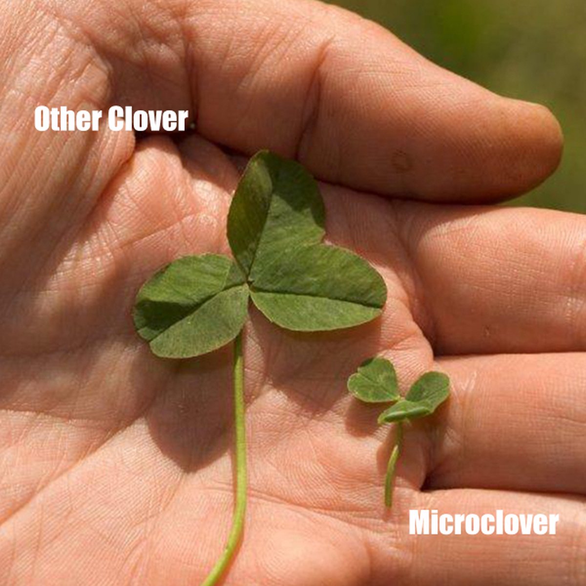 organifer-microclover-lawn