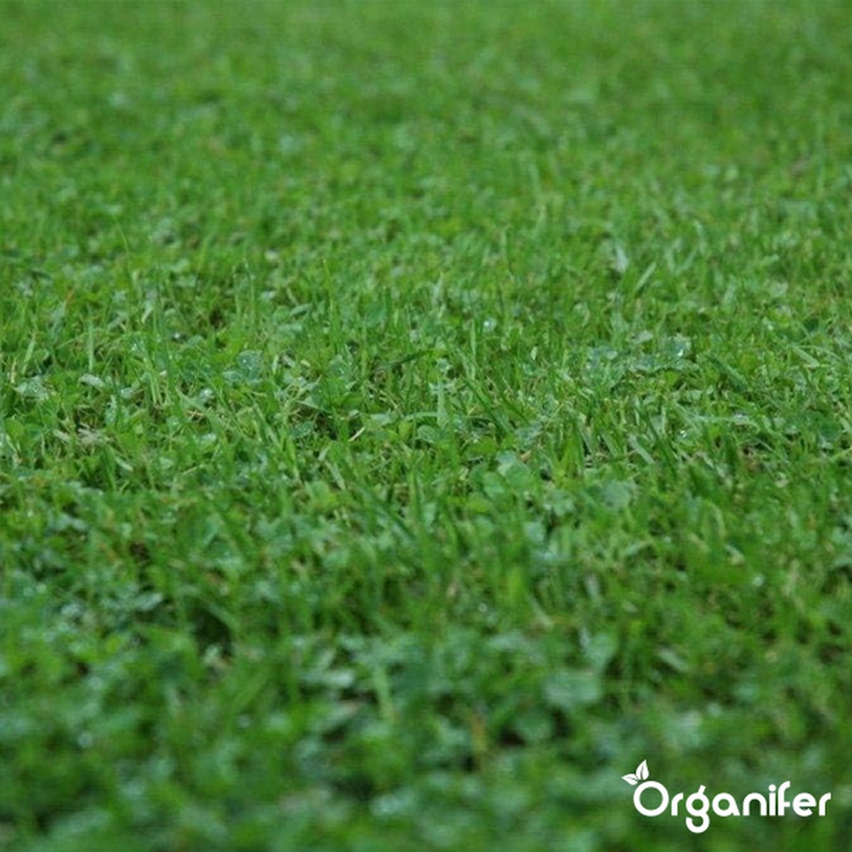 organifer-microclover-lawn-1