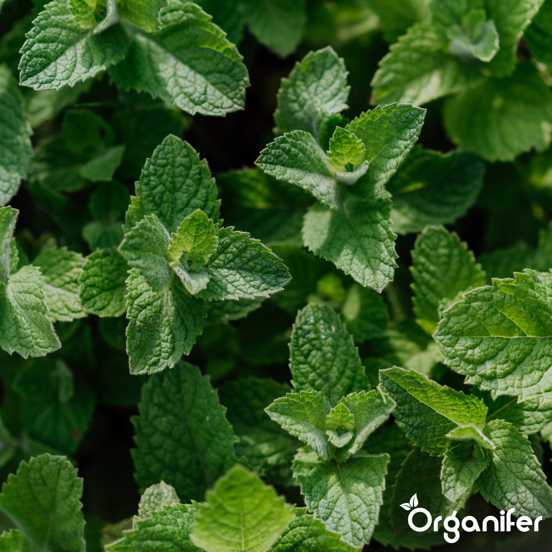 organifer-mint-liquid-fertiliser