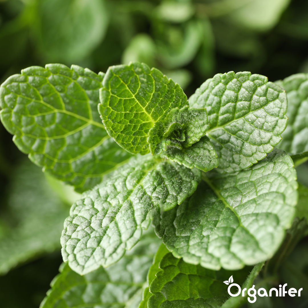 organifer-mint-liquid-fertiliser
