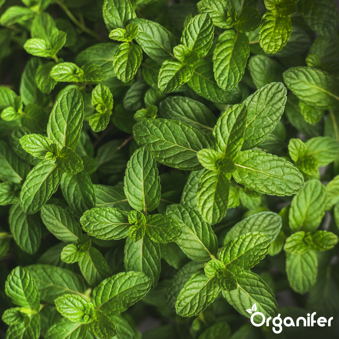 organifer-mint-liquid-fertiliser