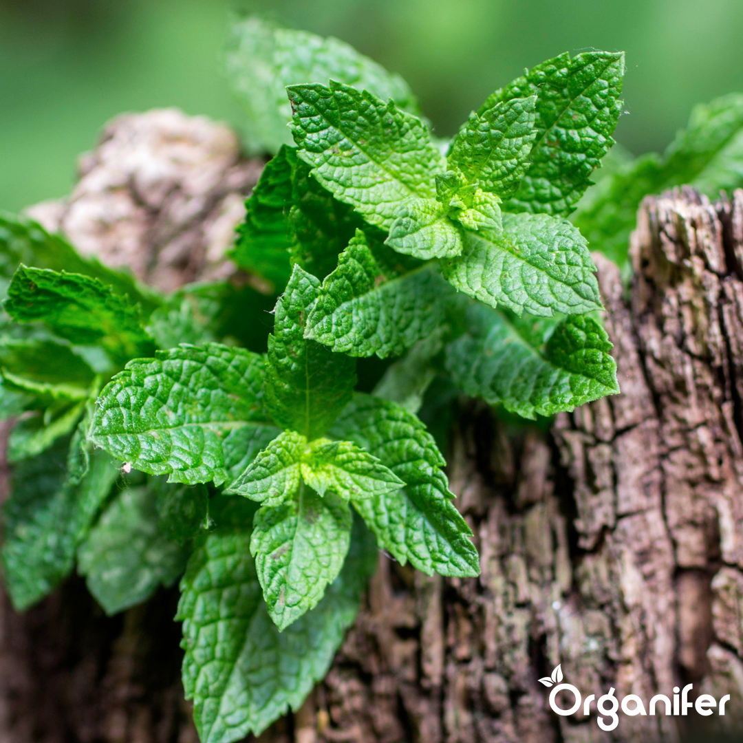 organifer-mint-liquid-fertiliser