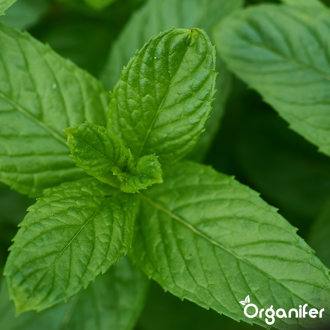 organifer-mint-liquid-fertiliser