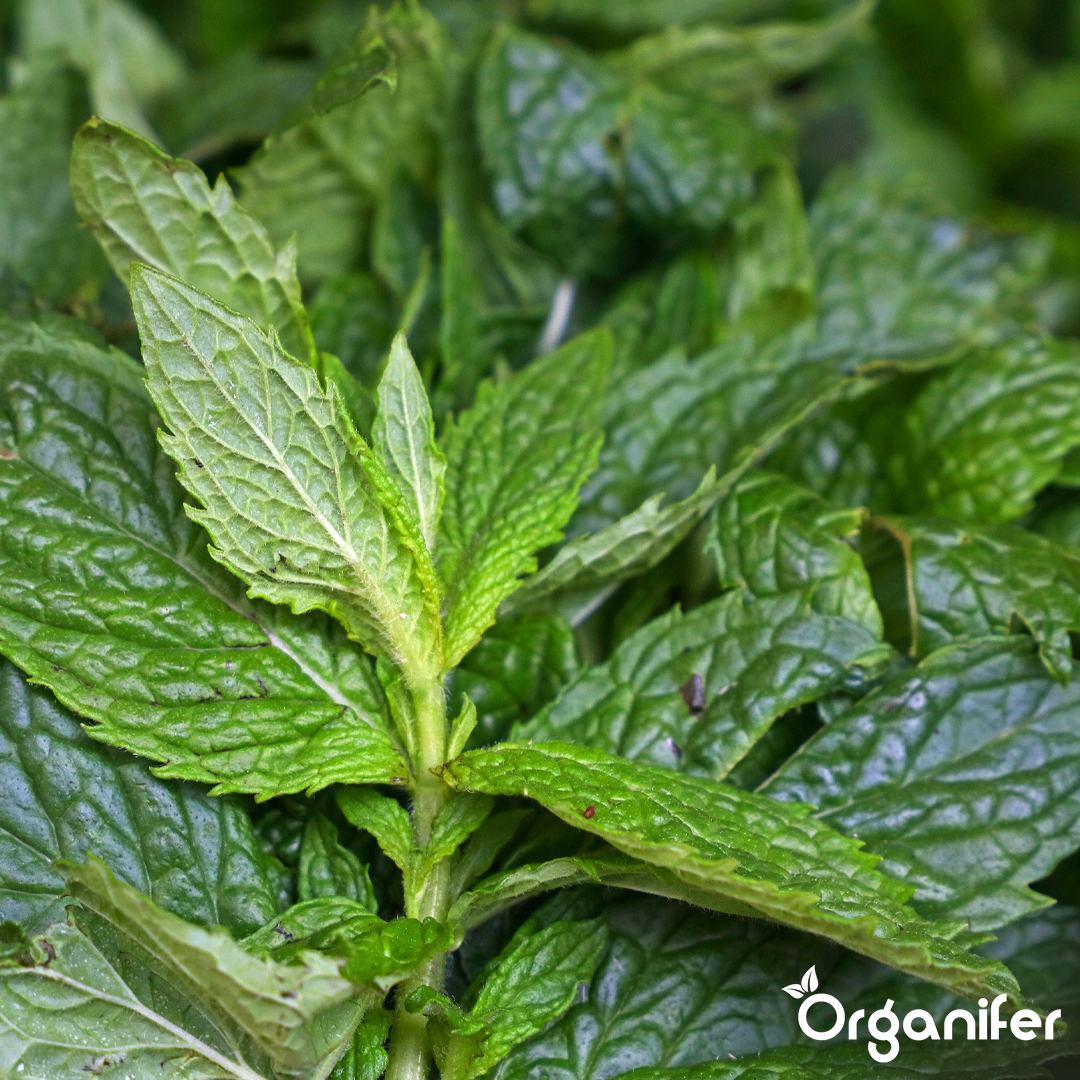 organifer-mint-liquid-fertiliser