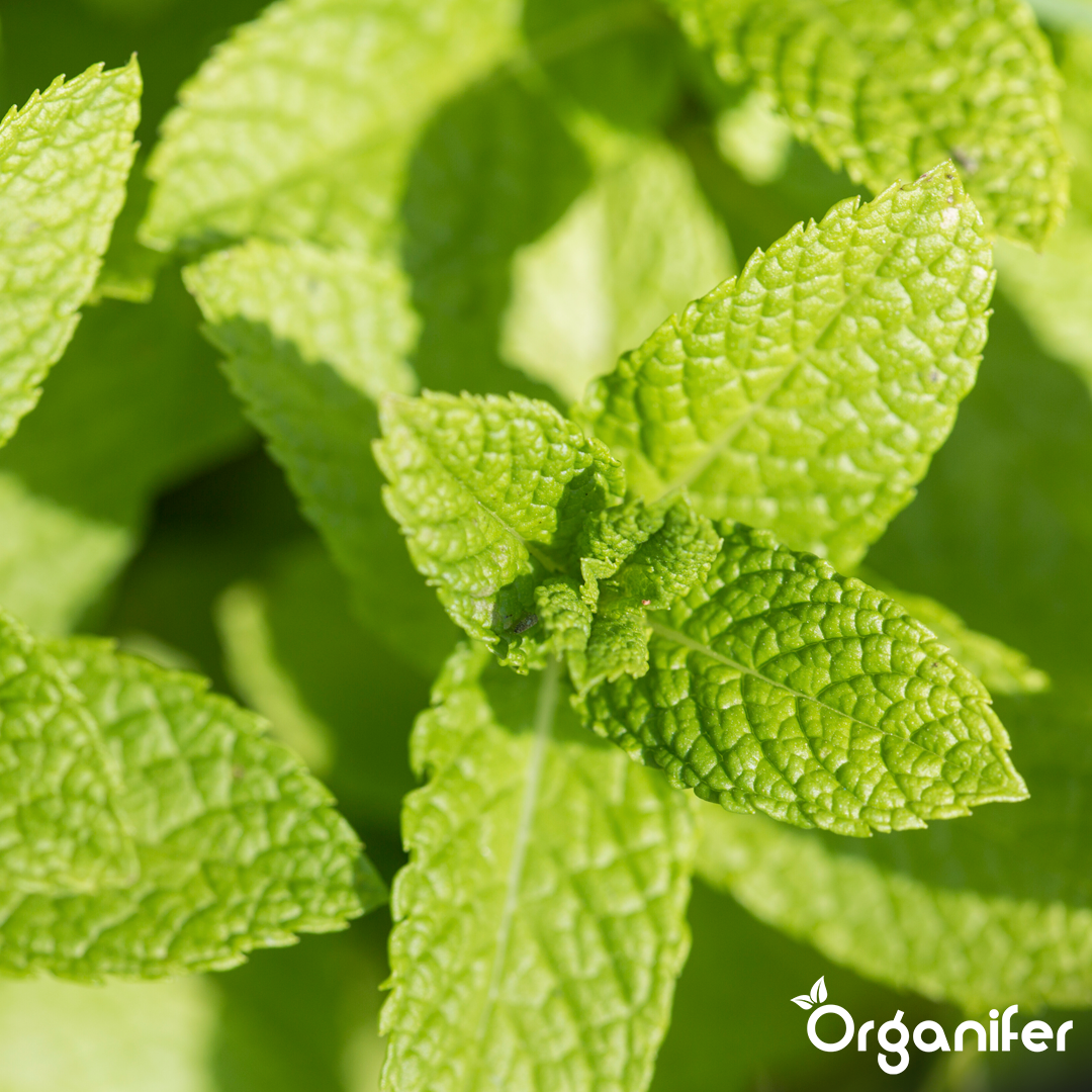 organifer-mint-liquid-fertiliser