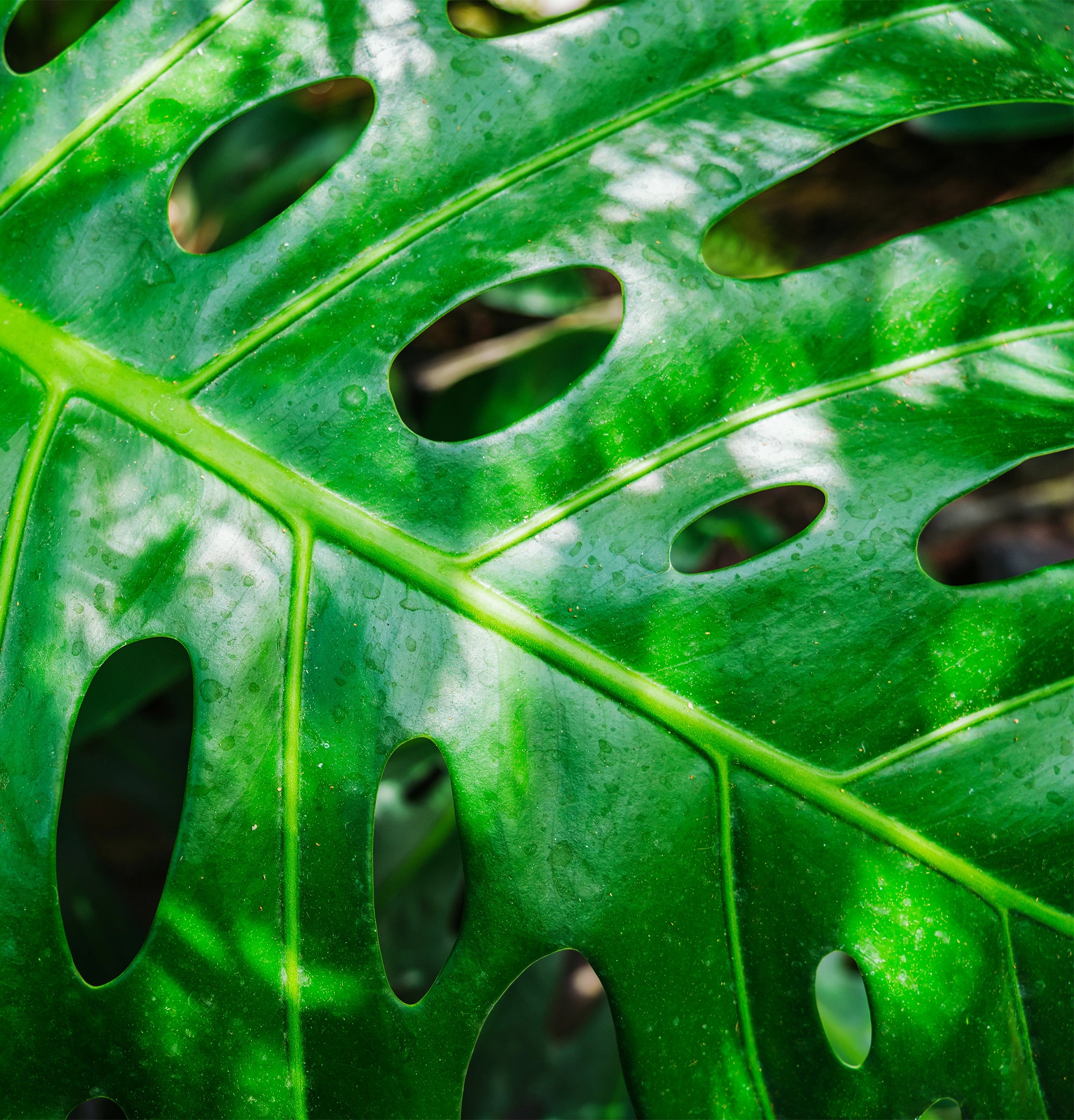 Enhances Large Leaf Development