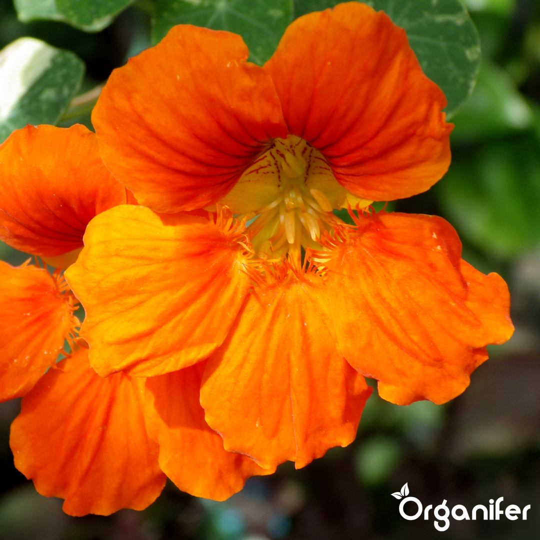 organifer-nasturtium-liquid-fertiliser